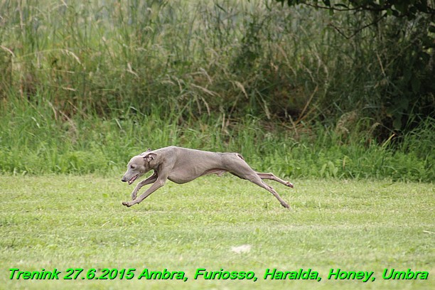 Trenink 27.6.2015 Honey, Umbra, Ambra, Furiosso, Haralda  27.6.2015 (145)