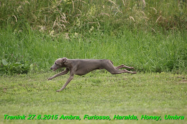 Trenink 27.6.2015 Honey, Umbra, Ambra, Furiosso, Haralda  27.6.2015 (146)