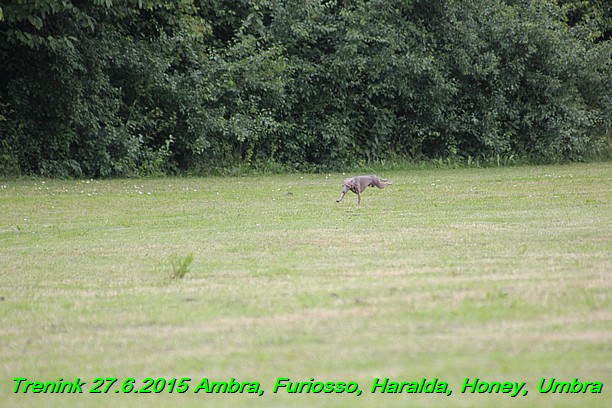 Trenink 27.6.2015 Honey, Umbra, Ambra, Furiosso, Haralda 27.6.2015 (147)