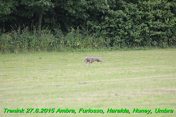 Trenink 27.6.2015 Honey, Umbra, Ambra, Furiosso, Haralda  27.6.2015 (148)