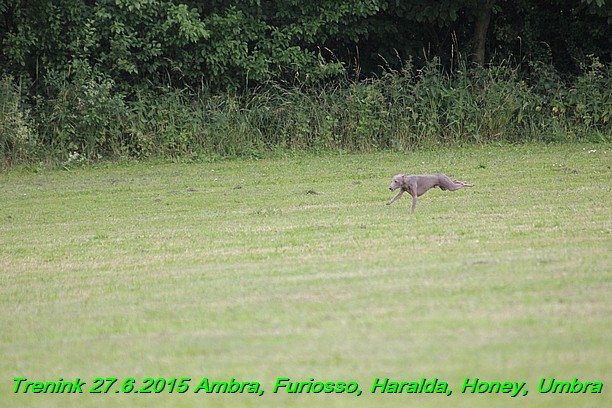 Trenink 27.6.2015 Honey, Umbra, Ambra, Furiosso, Haralda  27.6.2015 (149)