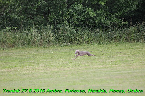 Trenink 27.6.2015 Honey, Umbra, Ambra, Furiosso, Haralda  27.6.2015 (150)