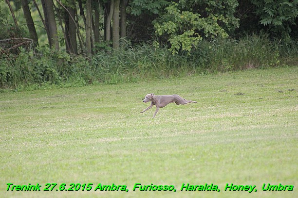 Trenink 27.6.2015 Honey, Umbra, Ambra, Furiosso, Haralda  27.6.2015 (151)