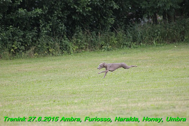 Trenink 27.6.2015 Honey, Umbra, Ambra, Furiosso, Haralda  27.6.2015 (153)