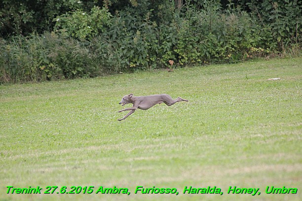 Trenink 27.6.2015 Honey, Umbra, Ambra, Furiosso, Haralda  27.6.2015 (154)