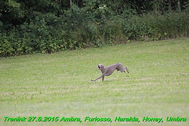 Trenink 27.6.2015 Honey, Umbra, Ambra, Furiosso, Haralda 27.6.2015 (155)