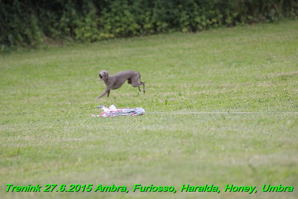 Trenink 27.6.2015 Honey, Umbra, Ambra, Furiosso, Haralda 27.6.2015 (156)
