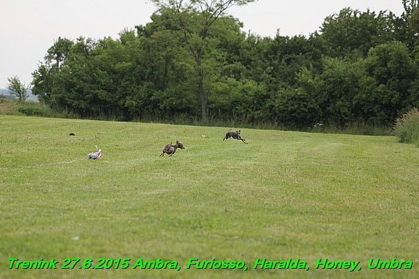 Trenink 27.6.2015 Honey, Umbra, Ambra, Furiosso, Haralda 27.6.2015 (163)