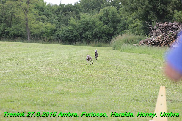 Trenink 27.6.2015 Honey, Umbra, Ambra, Furiosso, Haralda  27.6.2015 (165)