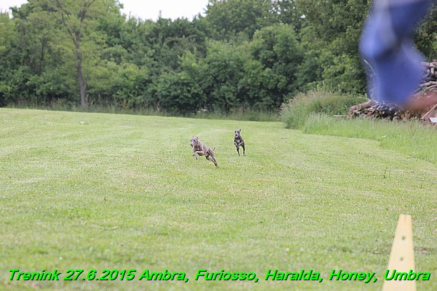 Trenink 27.6.2015 Honey, Umbra, Ambra, Furiosso, Haralda  27.6.2015 (166)