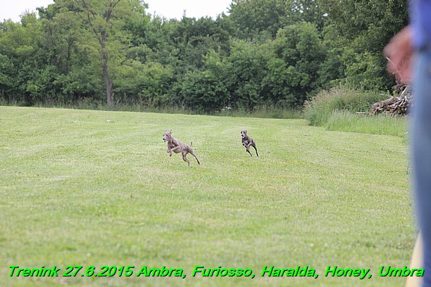 Trenink 27.6.2015 Honey, Umbra, Ambra, Furiosso, Haralda 27.6.2015 (167)