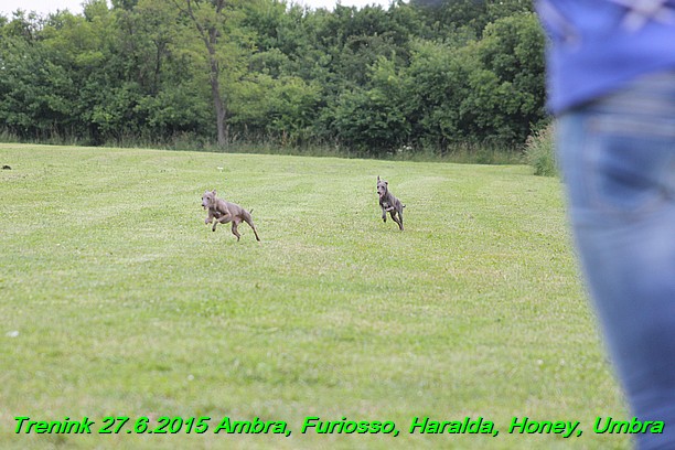 Trenink 27.6.2015 Honey, Umbra, Ambra, Furiosso, Haralda  27.6.2015 (168)