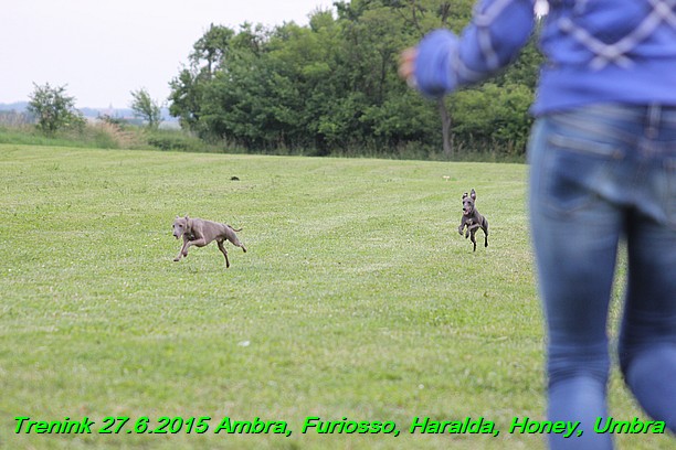 Trenink 27.6.2015 Honey, Umbra, Ambra, Furiosso, Haralda 27.6.2015 (170)