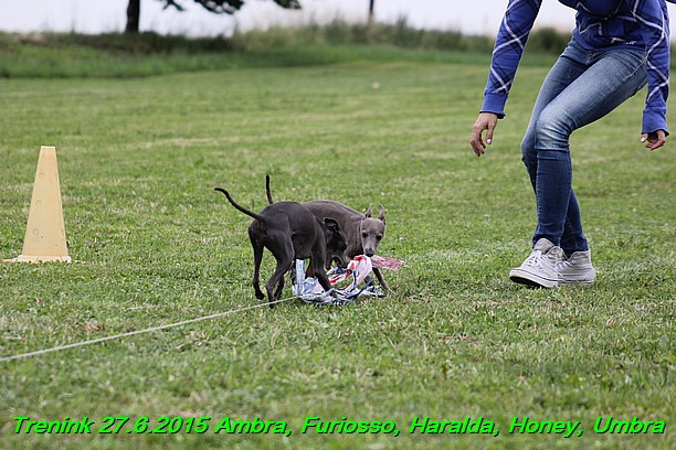 Trenink 27.6.2015 Honey, Umbra, Ambra, Furiosso, Haralda  27.6.2015 (171)