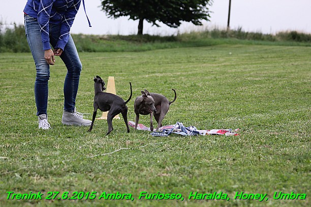 Trenink 27.6.2015 Honey, Umbra, Ambra, Furiosso, Haralda 27.6.2015 (182)