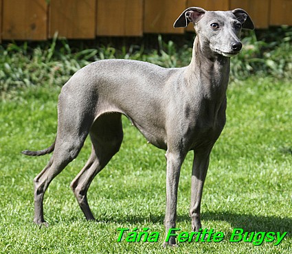 Tana Feritte Bugsy 6.5.2014 (12)