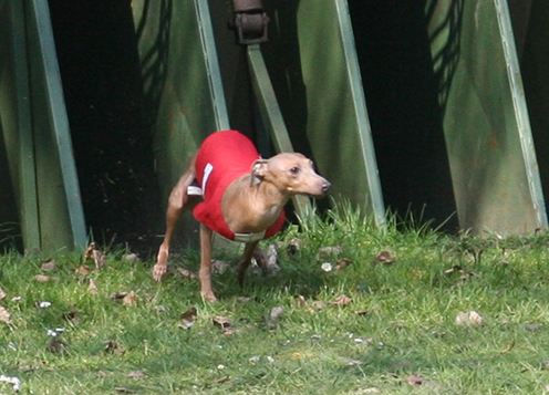 Liliana Feritte Bugsy Racetrack Kolin CZ 4.04. 2009.jpg