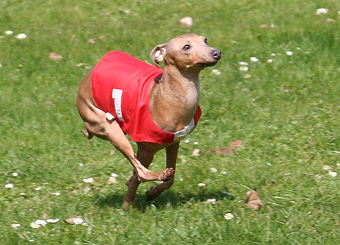 Liliana Feritte Bugsy Racetrack Kolin CZ. 4.04. 2009.jpg