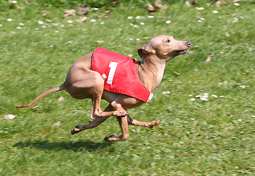 Liliana Feritte Bugsy Racetrack Kolin CZ. 4.04. 2009 02.jpg