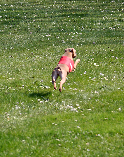 Liliana Feritte Bugsy Racetrack Kolin CZ. 4.04. 2009 03.jpg