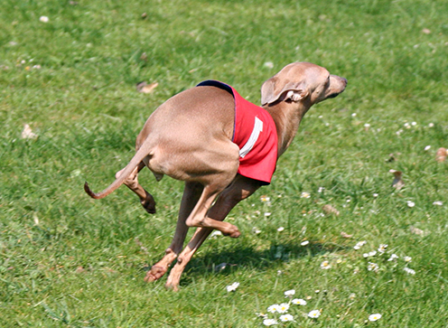 Liliana Feritte Bugsy Racetrack Kolin CZ. 4.04. 2009 04.jpg