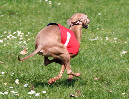 Liliana Feritte Bugsy Racetrack Kolin CZ. 4.04. 20090 05.jpg