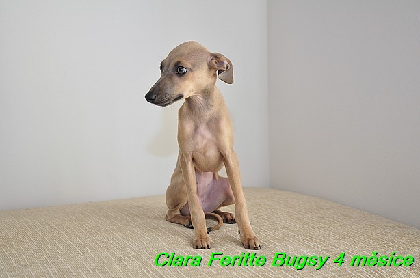 Clara Feritte Bugsy  4 mesice (2)