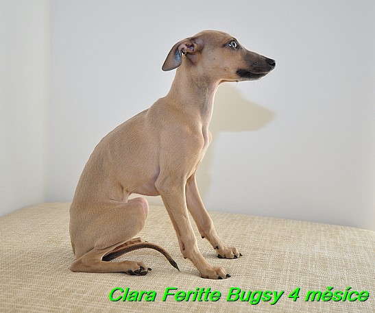 Clara Feritte Bugsy  4 mesice (3)