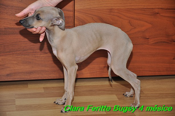 Clara Feritte Bugsy  4 mesice (5)