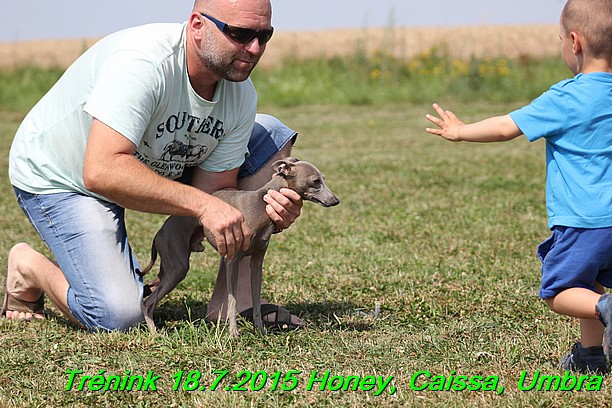 Trenink coursing 18.7.2015 Honey, Caissa, Umbra (1)