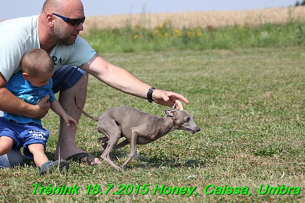 Trenink coursing 18.7.2015 Honey, Caissa, Umbra (2)