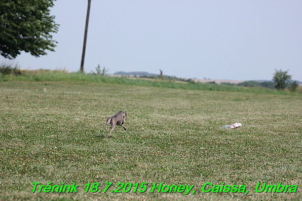 Trenink coursing 18.7.2015 Honey, Caissa, Umbra (4)