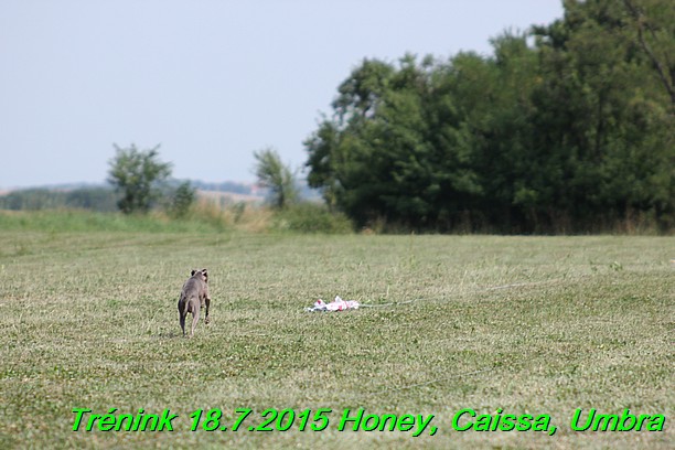 Trenink coursing 18.7.2015 Honey, Caissa, Umbra (5)