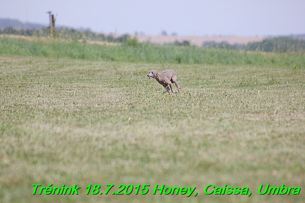 Trenink coursing 18.7.2015 Honey, Caissa, Umbra (14)