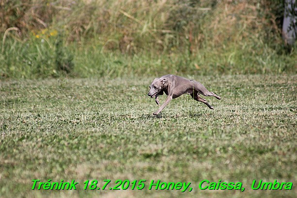 Trenink coursing 18.7.2015 Honey, Caissa, Umbra (17)