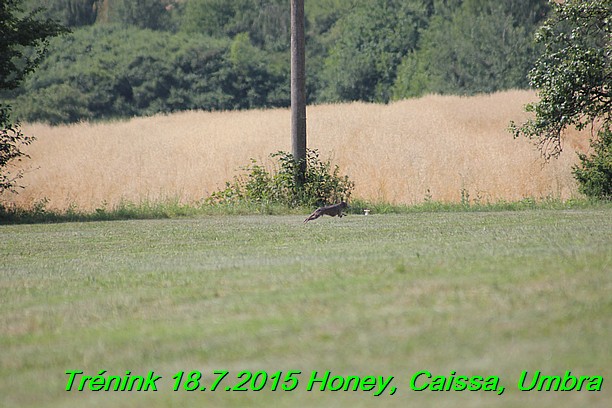 Trenink coursing 18.7.2015 Honey, Caissa, Umbra (20)