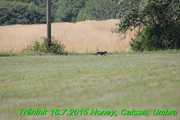 Trenink coursing 18.7.2015 Honey, Caissa, Umbra (21)