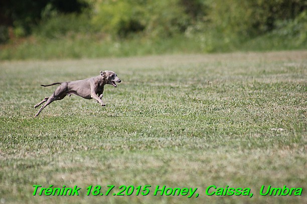 Trenink coursing 18.7.2015 Honey, Caissa, Umbra (22)