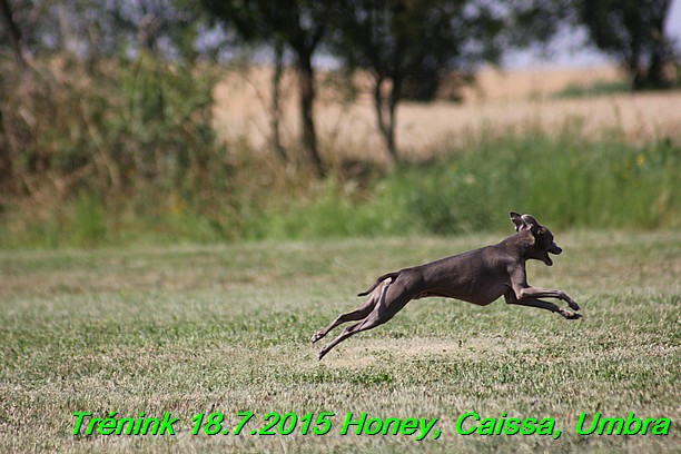 Trenink coursing 18.7.2015 Honey, Caissa, Umbra (24)