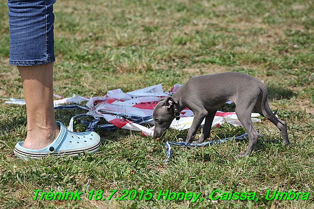 Trenink coursing 18.7.2015 Honey, Caissa, Umbra (31)