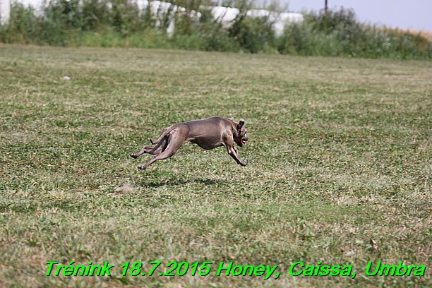 Trenink coursing 18.7.2015 Honey, Caissa, Umbra (33)