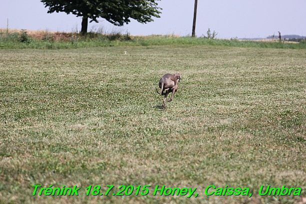 Trenink coursing 18.7.2015 Honey, Caissa, Umbra (34)