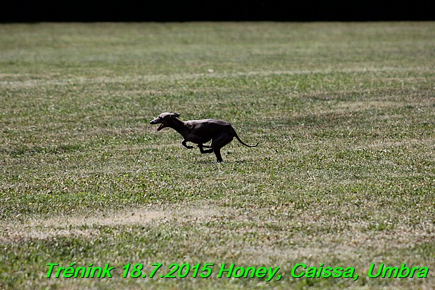 Trenink coursing 18.7.2015 Honey, Caissa, Umbra (38)