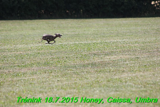 Trenink coursing 18.7.2015 Honey, Caissa, Umbra (39)