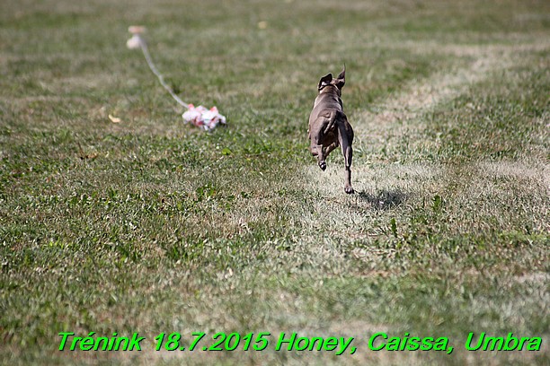 Trenink coursing 18.7.2015 Honey, Caissa, Umbra (40)