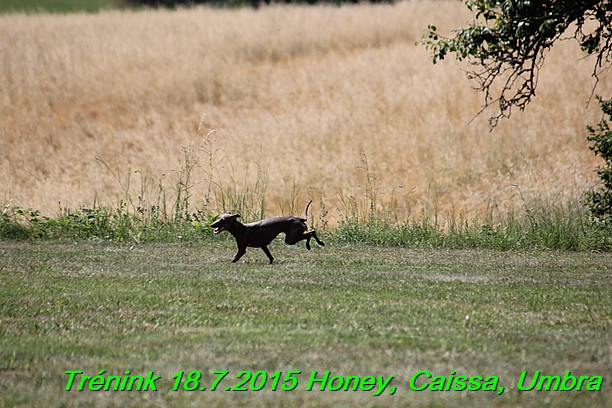 Trenink coursing 18.7.2015 Honey, Caissa, Umbra (42)