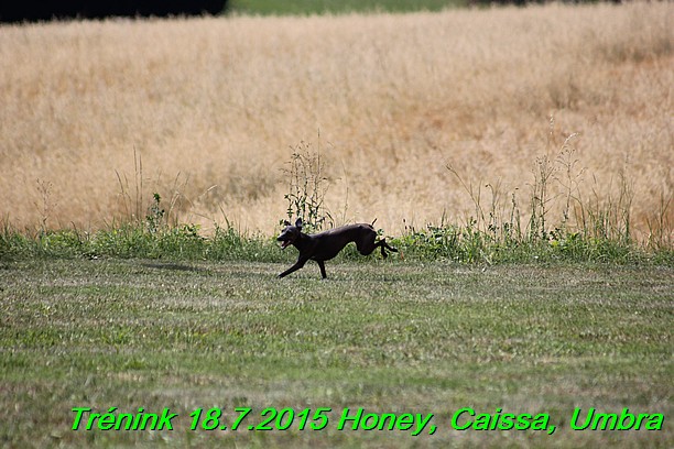 Trenink coursing 18.7.2015 Honey, Caissa, Umbra (43)