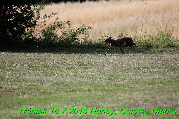 Trenink coursing 18.7.2015 Honey, Caissa, Umbra (44)