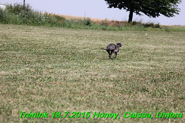 Trenink coursing 18.7.2015 Honey, Caissa, Umbra (46)