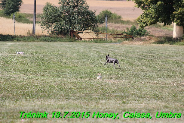 Trenink coursing 18.7.2015 Honey, Caissa, Umbra (53)